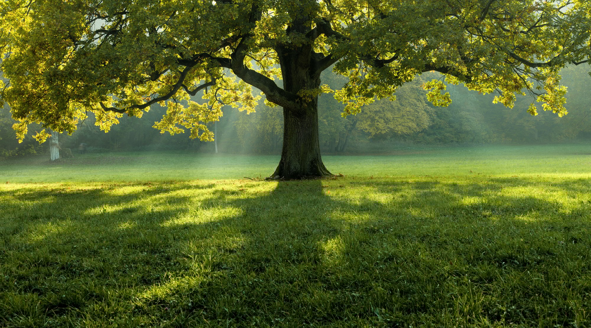 symbolic-oak-tree